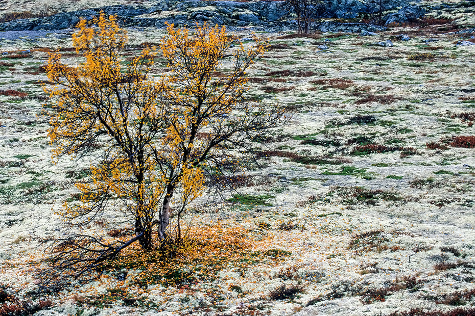 Birke mit Herbstlaub in der Tundra, Dovrefjell-Nationalpark  -  Soer Trondelag Norwegen, Tundra with birch in autumn