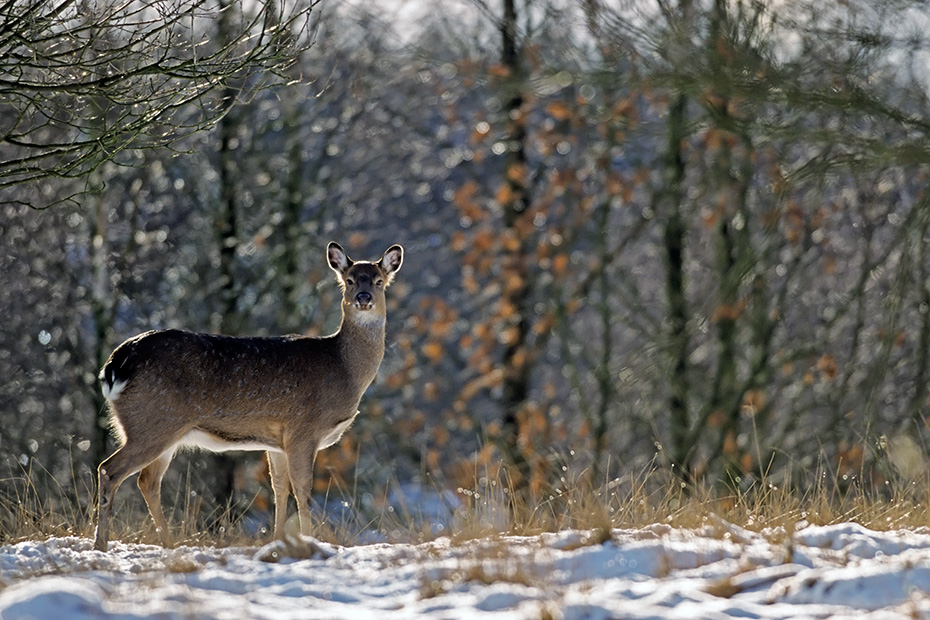 Dybowski-Hirsch, das Winterfell ist dunkler als die Sommerdecke und die Punktierung ist weniger deutlich sichtbar  -  (Sikahirsch - Foto Sikatier im Winter), Cervus nippon - Cervus nippon hortulorum - Cervus nippon mantchuricus - Cervus nippon dybowskii, Manchurian Sika Deer in winter, the coat is darker and the spots less prominent  -  (Dybowskis Sika Deer - Photo Sika Deer hind in winter)