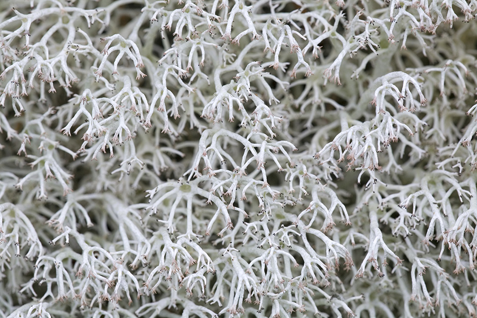 Die Echte Rentierflechte ist fuer Rentiere eine wichtige Futterpflanze, Cladonia rangiferina, The Grey-green Reindeer Lichen is an important food source for reindeers