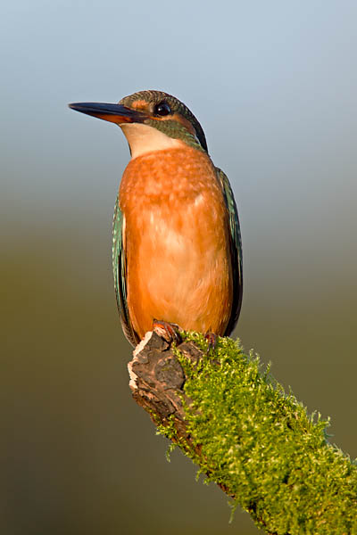 Eisvogel - (Weibchen), Alcedo atthis, River Kingfisher - (female)