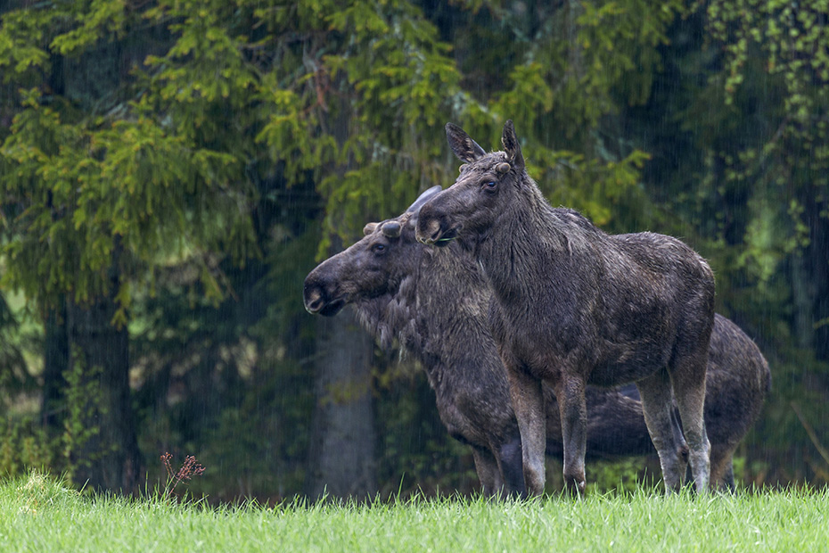Elche werden im Britischen Englisch ELK genannt, im Amerikanischen Englisch heisst er MOOSE  -  (Foto Elchbulle mit Bastgeweih), Alces alces - Alces alces (alces), Moose is called ELK in British English  -  (Photo bull Moose with velvet-covered antlers)