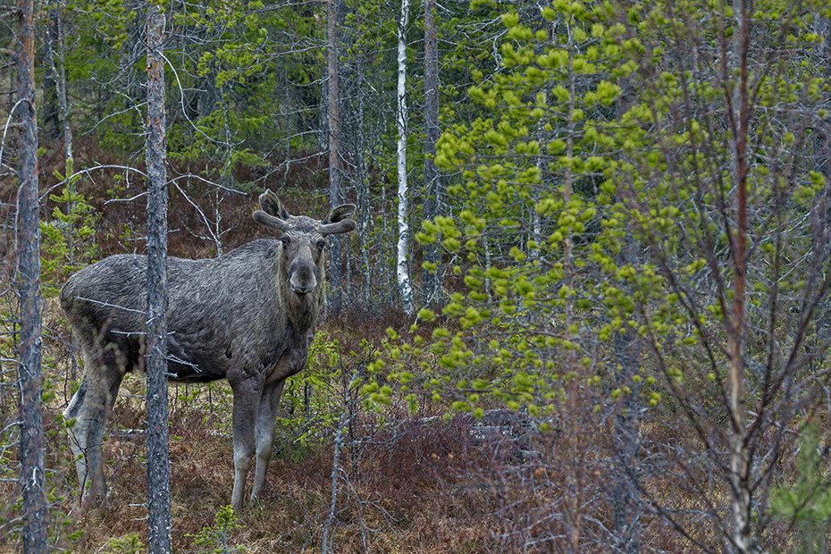 Elch, die Elchkaelber werden im Mai oder Juni geboren  -  (Foto einjaehriges Elchkalb), Alces alces - Alces alces (alces), Moose, the young are usually born in May or June  -  (Photo Moose calf 1 year of age)