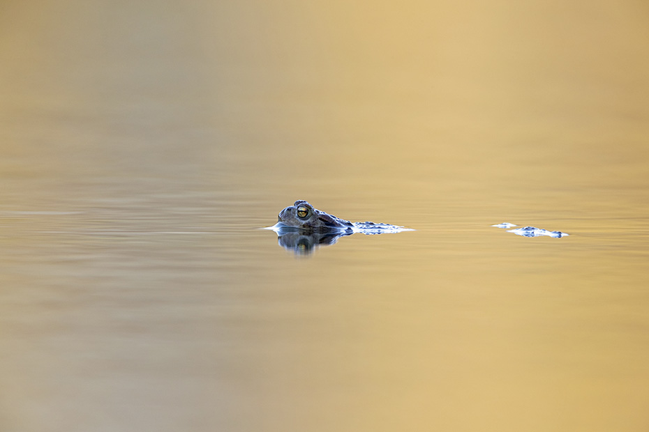Eine maennliche Erdkroete im Laichgewaesser, Bufo bufo, A male Common Toad in spawning water