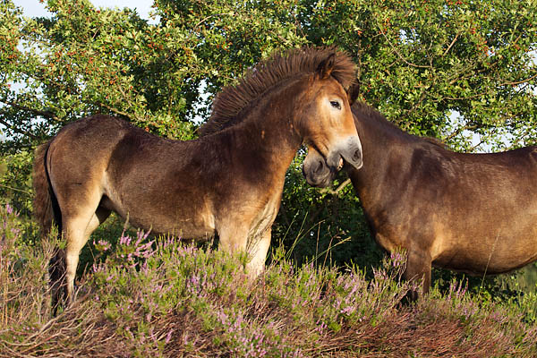 Exmoor-Pony - (Stute & Fohlen), Equus ferus caballus, Exmoor Horse - (Mare & foal)
