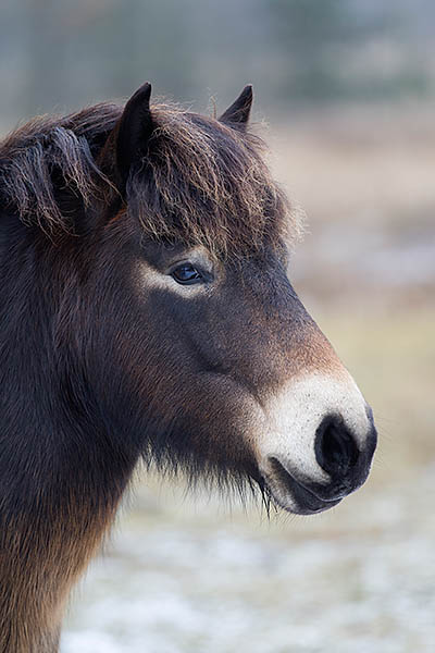 Exmoor-Pony - (Stute - Portraet), Equus ferus caballus, Exmoor Horse - (Mare - Portrait)
