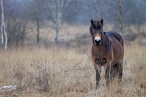 Exmoor-Pony - (Stute), Equus ferus caballus, Exmoor Horse - (mare)