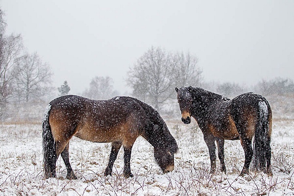 Exmoor-Pony - (Stuten im Schneegestoeber), Equus ferus caballus, Exmoor Horse - (Mare in snow flurry)