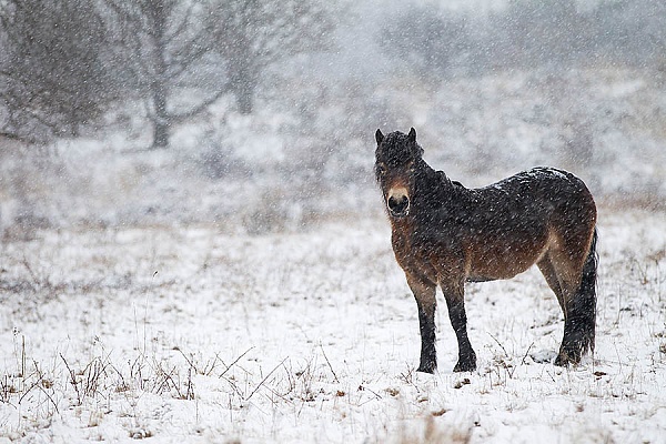 Exmoor-Pony - (Stute im Schneegestoeber), Equus ferus caballus, Exmoor Horse - (Mare in snow flurry)