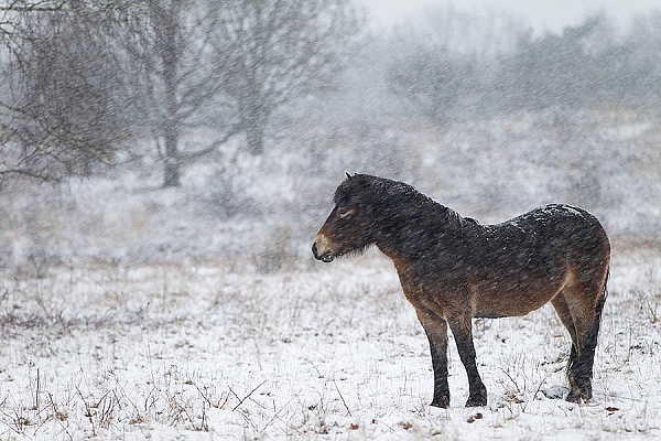 Exmoor-Pony - (Stute im Schneegestoeber), Equus ferus caballus, Exmoor Horse - (Mare in snow flurry)