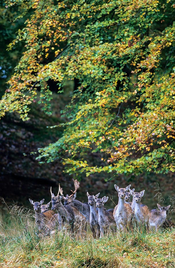 Damwild ist in Irland haeufiger, als das urspruenglich dort vorkommende Rotwid - (Foto Damwildrudel), Dama dama, Fallow Deer, Ireland have more Fallow Deer than their native Red Deer - (Photo Fallow Deer)