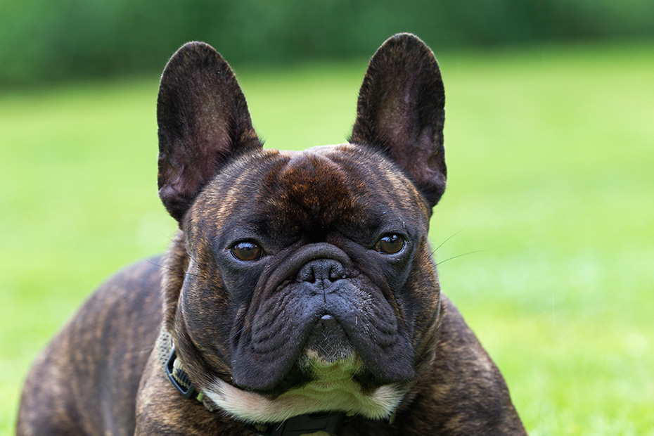 Franzoesische Bulldogge, einer ihrer Vorfahren ist die Englische Bulldogge - (Foto Ruede Portraetaufnahme), Canis lupus familiaris, French Bulldog, one of its ancestors was the English Bulldog - (Photo male dog portrait)
