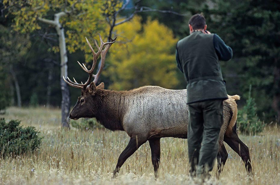 Frank fotografiert Wapitihirsch, Jasper Nationalpark - Kanada, Frank photographs Elk