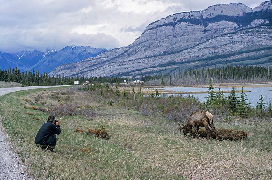 Rainer fotografiert Wapitihirsch, Jasper Nationalpark - Kanada (Mai 1999), Rainer photographs Elk
