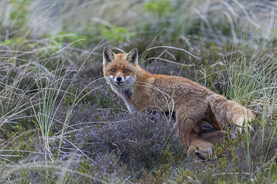 Ab einem bestimmten Alter werden die Welpen von der Rotfuchsfaehe im Stehen gesaeugt, Vulpes vulpes, From a certain age, the puppies are suckled by the Red Fox vixen while standing up