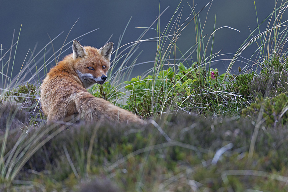 Die Rotfuchsfaehe aeugt argwoehnisch in unsere Richtung, hat sich aber sichtlich beruhigt, Vulpes vulpes, The Red Fox vixen looks suspiciously in our direction, but has visibly calmed down