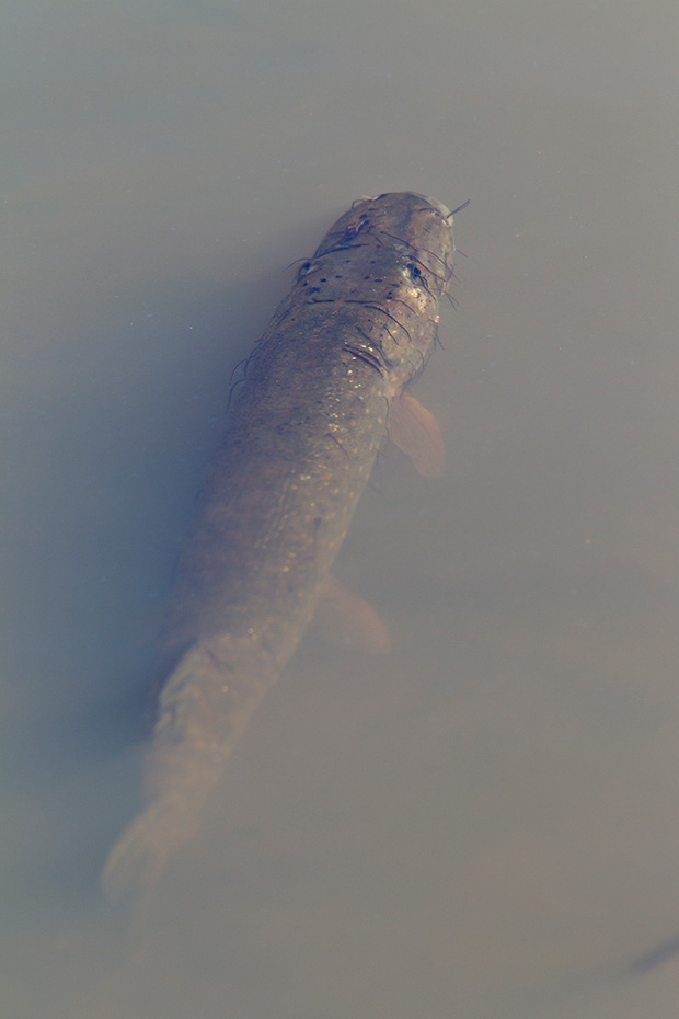 Hechte sind typische Lauerjaeger, die ihre Beute aus dem Hinterhalt angreifen  -  (Europaeischer Hecht - Foto Hecht im Flachwasser), Esox lucius, Northern Pike is a typical ambush predator  -  (Jackfish - Photo adult fish)