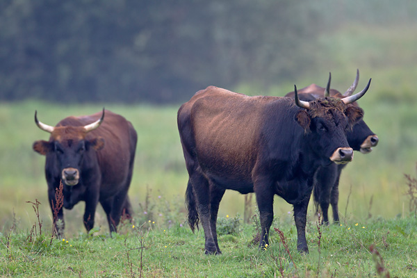 Heckrind - (Kuehe) - (Auerochse - Rueckzuechtung), Bos primigenius, Heck Cattle - (Cow) - (Aurochs - breed back)