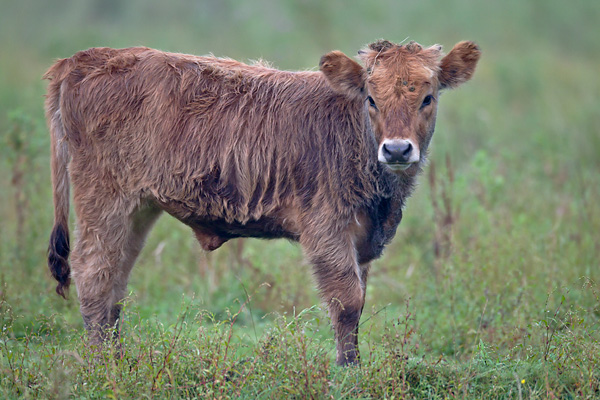 Heckrind - (Kalb) - (Auerochse - Rueckzuechtung), Bos primigenius, Heck Cattle - (Calf) - (Aurochs - breed back)
