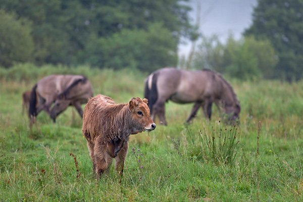 Heckrind - (Kalb) & Konik - (Hengste), Bos primigenius & Equus gerus gmelini, Heck Cattle - (calf) & Heck Horse - (stallion)