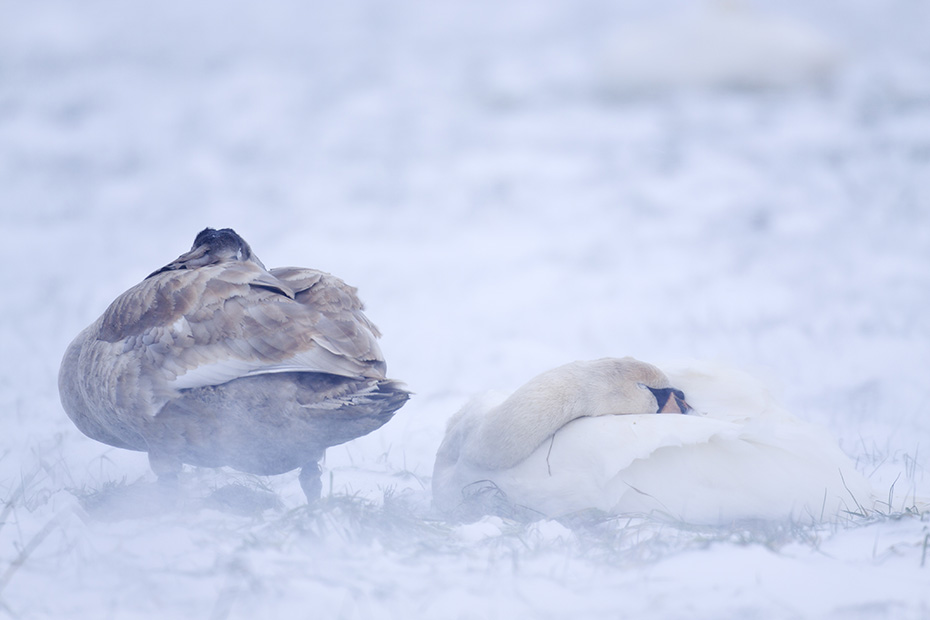 Hoeckerschwaene erreichen eine Fluegelspannweite von 200 - 240 cm  -  (Foto Hoeckerschwan Alt- und Jungvogel im Schneetreiben), Cygnus olor, Mute Swan has a wingspan from 200 to 240 cm  -  (Photo Mute Swan adult and immature bird in a blizzard)