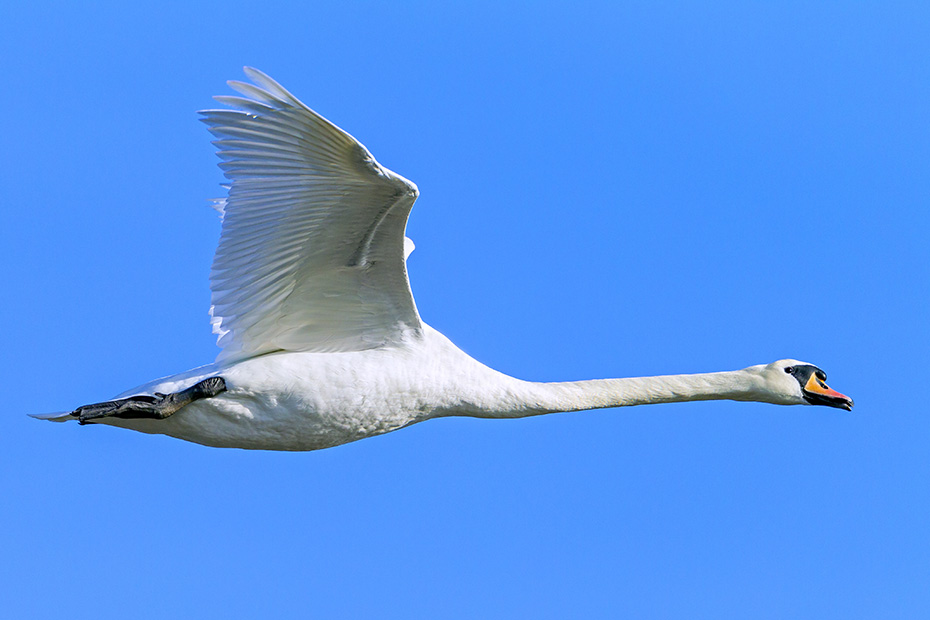 Hoeckerschwan ist der Nationalvogel Daenemarks  -  (Foto Hoeckerschwan Maennchen im Flug), Cygnus olor, Mute Swan is the National Bird of Denmark  -  (Photo Mute Swan male in flight)