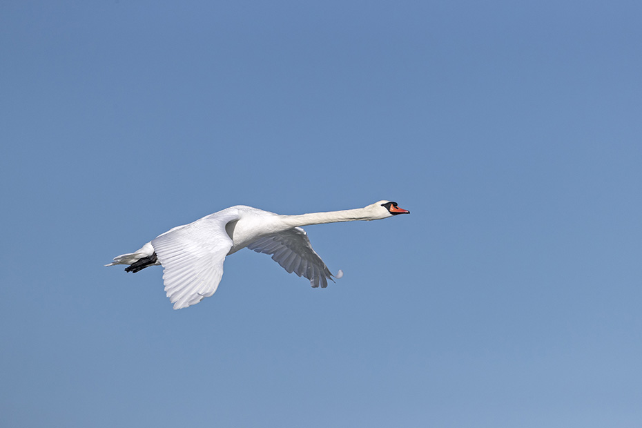 Ein Hoeckerschwan an der deutschen Ostseekueste, Cygnus olor, A Mute Swan on the German Baltic coast