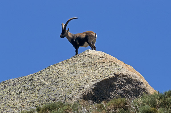 Iberiensteinbock steht auf einem Felsvorsprung - (Gredos-Steinbock - Iberischer Steinbock), Capra pyrenaica - Capra pyrenaica (victoriae), Iberian Ibex buck standing on a rock shelter - (Spanish Ibex - Iberian Wild Goat - Gredos Ibex)