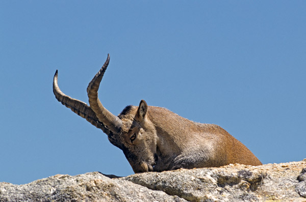 Iberiensteinbock ruht auf einem Felsvorsprung - (Gredos-Steinbock - Iberischer Steinbock), Capra pyrenaica - Capra pyrenaica (victoriae), Iberian Ibex buck resting on a rock shelter - (Spanish Ibex - Iberian Wild Goat - Gredos Ibex)