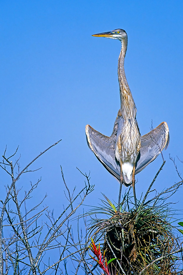 Kanadareiher erreichen eine Fluegelspannweite von 167 - 201cm  -  (Foto Kanadareiher im Jugendkleid nimmt ein Sonnenbad), Ardea herodias, Great Blue Heron has a wingspan of 167 to 201cm  -  (Photo Great Blue Heron juvenile bird sunbathing)