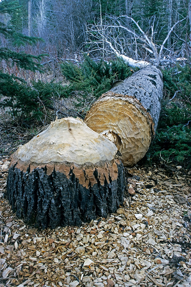 Vom Kanadabiber gefaellte Pappeln mit einem Stammumfang von mindestens 3 m, Castor canadensis, Poplar with a trunk circumference not less than 3 m felled by a beaver