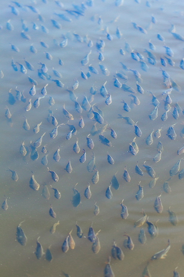 Spiegelkarpfen wurden in den USA im Jahr 1831 eingebuergert  -  (Karpfen - Foto Spiegelkarpfen Jungfische haben sich zu einem Schwarm formiert), Cyprinus carpio, Common Carps were brought to the US in 1831  -  (Mirror Carp - Photo Common Carp shoal of fish)