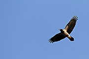 Thumbnail of the category Hooded Crow / Corvus cornix