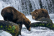 Thumbnail of the category Coastal Brown Bear / Ursus arctos