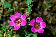 Thumbnail of the category Alpine Flowers / Mountain Flowers
