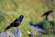 Thumbnail of the category Alpine Chough / Yellow-billed Chough
