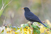 Thumbnail of the category Common Blackbird / Turdus merula
