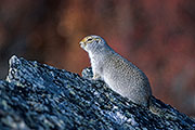 Thumbnail of the category Arctic Ground Squirrel