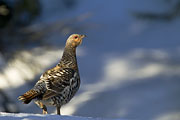 Thumbnail of the category Western Capercaillie/Tetrao urogallus