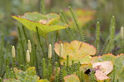 Thumbnail of the category Clubmoss/Horsetail/Scouring Rush