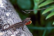 Thumbnail of the category Brown Anole / Bahaman Anole