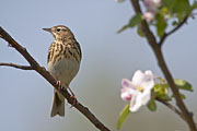Thumbnail of the category Tree Pipit / Brown tree-pipit