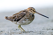 Thumbnail of the category Common Snipe / Gallinago gallinago