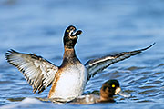 Thumbnail of the category Greater Scaup / Scaup