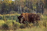 Thumbnail of the category Wood Bison / Mountain Bison