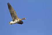 Thumbnail of the category Greater White-fronted Goose