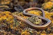 Thumbnail of the category Slow Worm / Slowworm / Blindworm