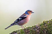 Thumbnail of the category Common Chaffinch / Chaffinch