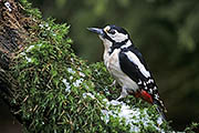Thumbnail of the category Great Spotted Woodpecker