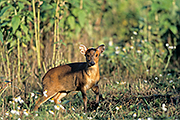 Thumbnail of the category Chinese Muntjak / Barking Deer
