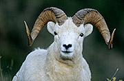 Thumbnail of the category Dall Sheep / Dalls Sheep / Ovis dalli